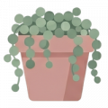 Desertsbloom6